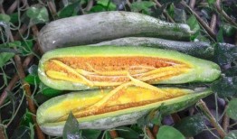 美国华人网红吃瓜,吃瓜背后的故事与真相